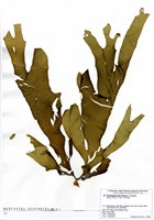 藏品(Spatoglossum latum J. Tanaka)的圖片